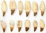 Lot - to Fossil Mosasaur Teeth (Composite Roots) - Pieces #134100-1